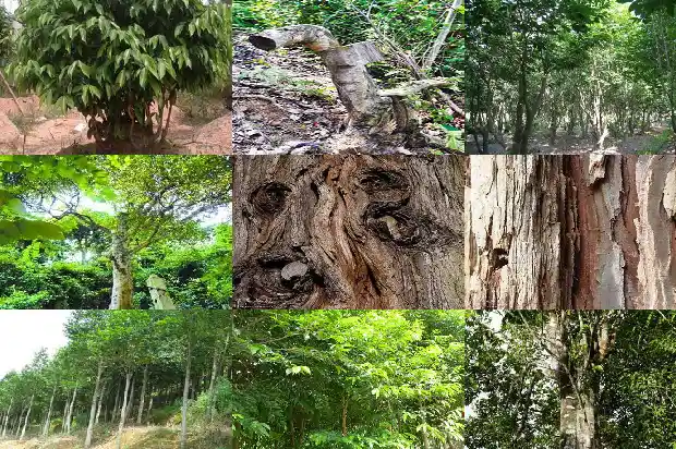怎样种植沉香沉香1685751172736 怎样种植沉香沉香1685751172736