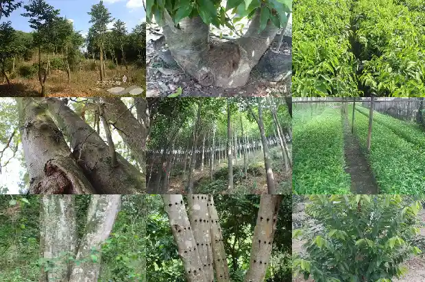 沉香有便宜的吗1685751216705 沉香有便宜的吗1685751216705