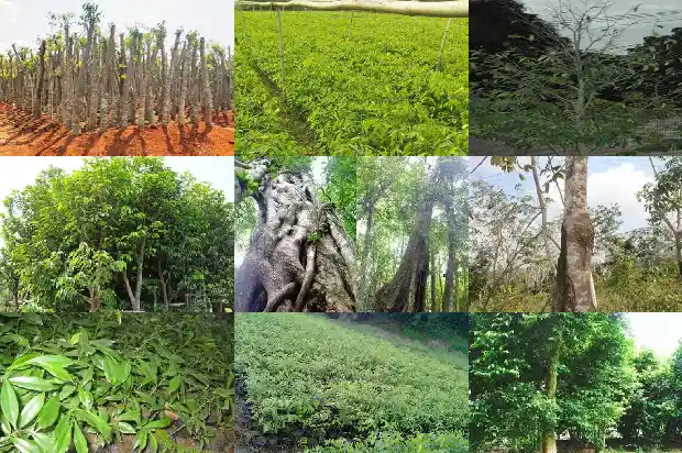 沉香有便宜的吗1685751216752 沉香有便宜的吗1685751216752