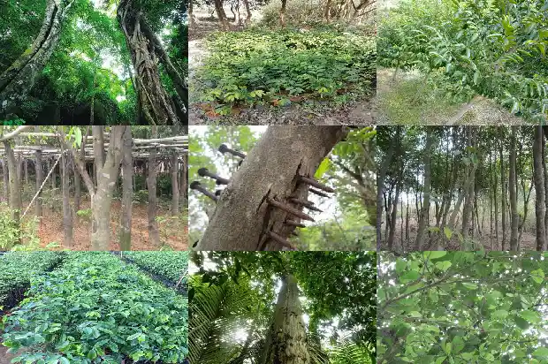 达拉干沉香价格多少钱价格一克1689898349630 达拉干沉香价格多少钱价格一克1689898349630