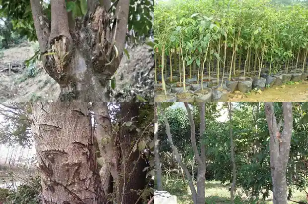 沉香怎么栽培1685751259938 沉香怎么栽培1685751259938