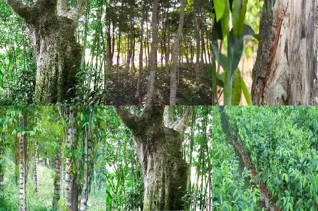 沉香怎么栽培1685751259985 沉香怎么栽培1685751259985