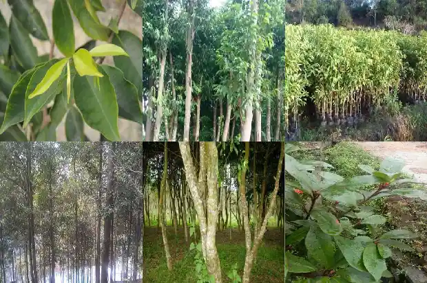 沉香树苗南方可以种植吗1685751302584 沉香树苗南方可以种植吗1685751302584