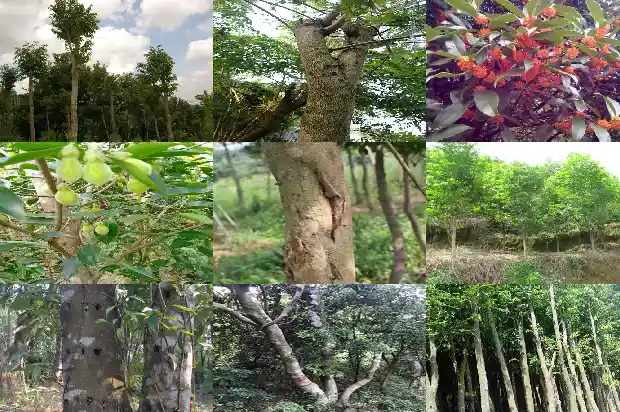 沉香树苗南方可以种植吗1685751302631 沉香树苗南方可以种植吗1685751302631