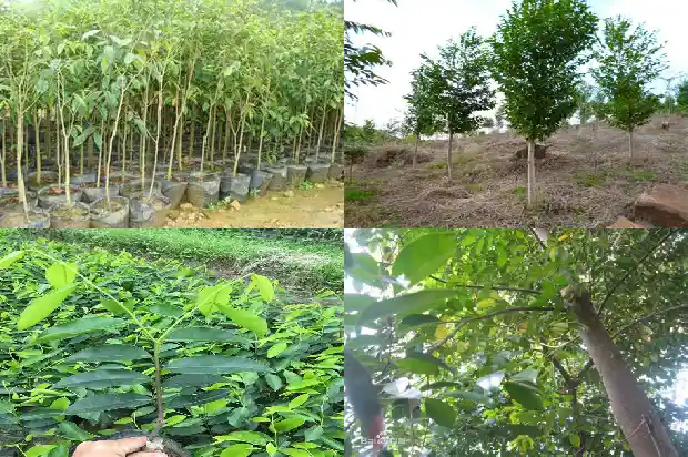 沉香树苗南方可以种植吗1685751302678 沉香树苗南方可以种植吗1685751302678
