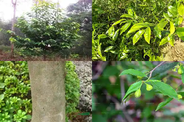 顶级沉香价格1693181384771 顶级沉香价格1693181384771