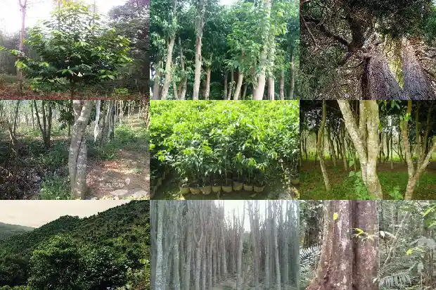 沉香树哪里有卖1694390922732 沉香树哪里有卖1694390922732