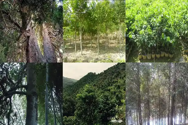 沉香品种介绍1689725878885 沉香品种介绍1689725878885