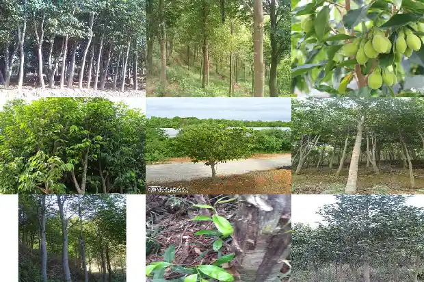 沉香苗是什么1685837478310 沉香苗是什么1685837478310