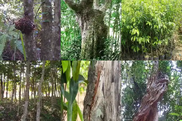 奇楠沉香树苗种植几年结香1698797388364 奇楠沉香树苗种植几年结香1698797388364