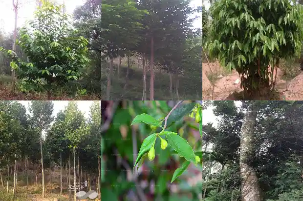 沉香苗是什么1685837478405 沉香苗是什么1685837478405