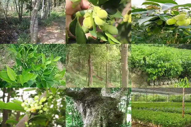 沉香苗哪个品种1685837520805 沉香苗哪个品种1685837520805