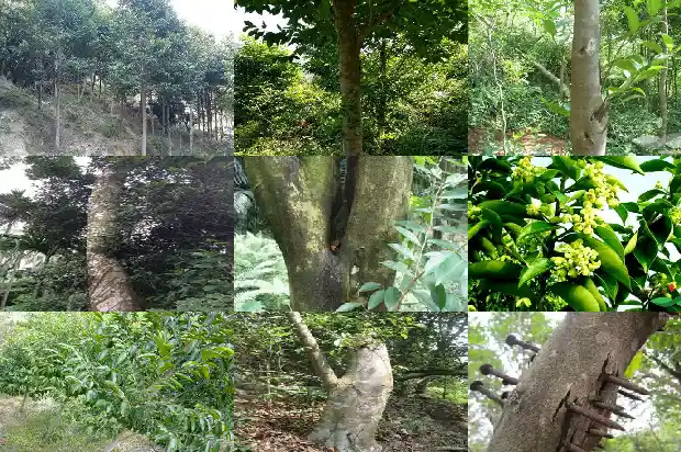 沉香苗哪个品种1685837520853 沉香苗哪个品种1685837520853