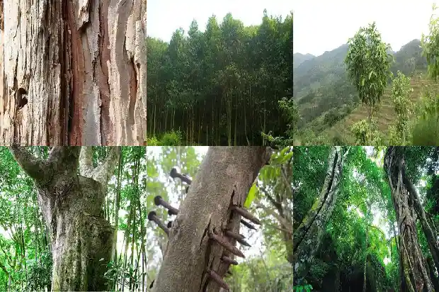 加里曼丹沉香价格一般多少1690503301440 加里曼丹沉香价格一般多少1690503301440