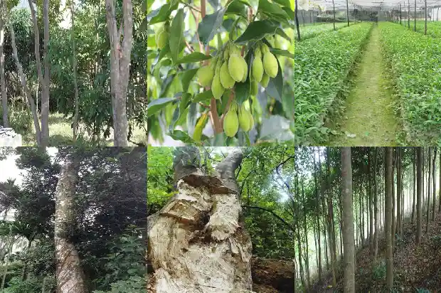 诚香银航种沉香树可靠吗1685837589040 诚香银航种沉香树可靠吗1685837589040