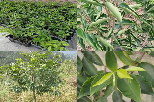 诚香银航种沉香树可靠吗1685837589088 诚香银航种沉香树可靠吗1685837589088