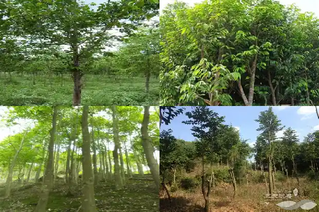 沉香树木报价1695773383410 沉香树木报价1695773383410