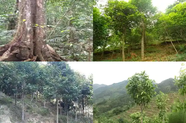 沉香树苗种植基地1685837745400 沉香树苗种植基地1685837745400