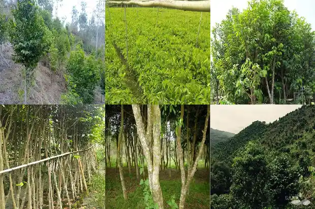 沉香树苗种植基地1685837745448 沉香树苗种植基地1685837745448