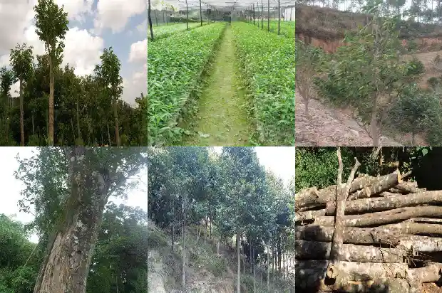 沉香树苗种植基地1685837745495 沉香树苗种植基地1685837745495