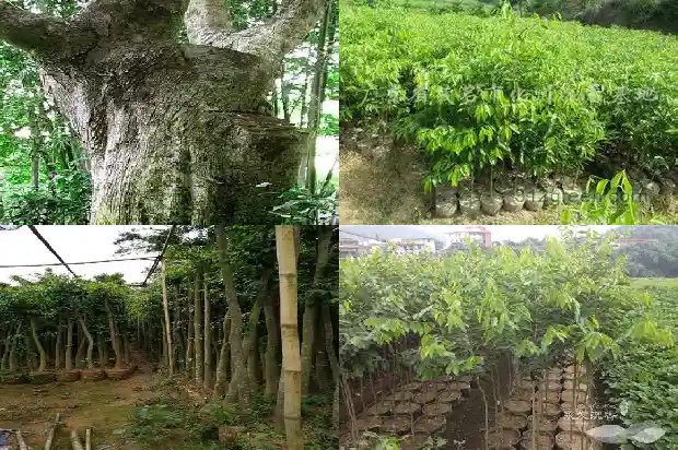沉香树苗适合在那里种植1685837787533 沉香树苗适合在那里种植1685837787533