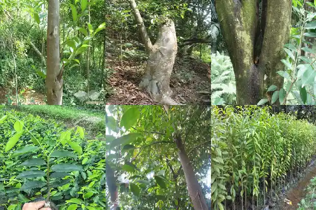 沉香树苗适合在那里种植1685837787581 沉香树苗适合在那里种植1685837787581
