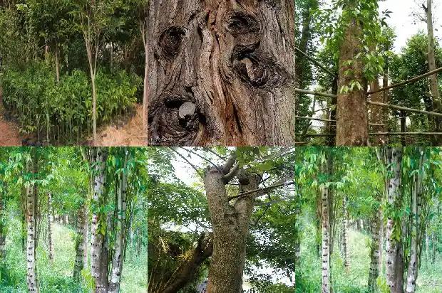 沉香树苗适合在那里种植1685837787629 沉香树苗适合在那里种植1685837787629