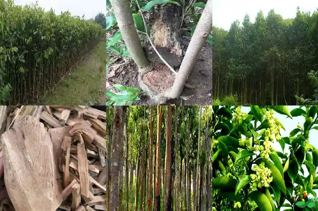 奇楠沉香树苗种植价值1685837824695 奇楠沉香树苗种植价值1685837824695