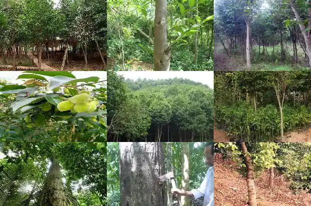 奇楠沉香树苗种植价值1685837824743 奇楠沉香树苗种植价值1685837824743