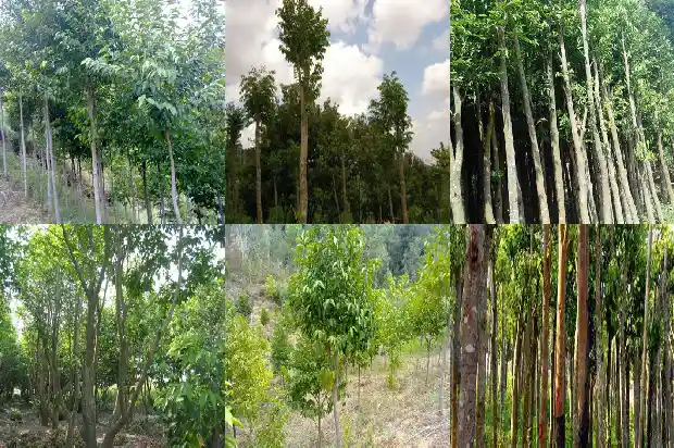 奇楠沉香树苗种植价值1685837824791 奇楠沉香树苗种植价值1685837824791