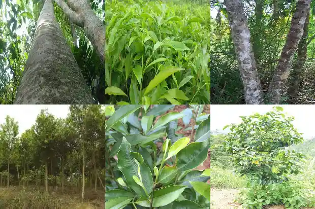奇楠沉香树苗种植价值1685837824839 奇楠沉香树苗种植价值1685837824839