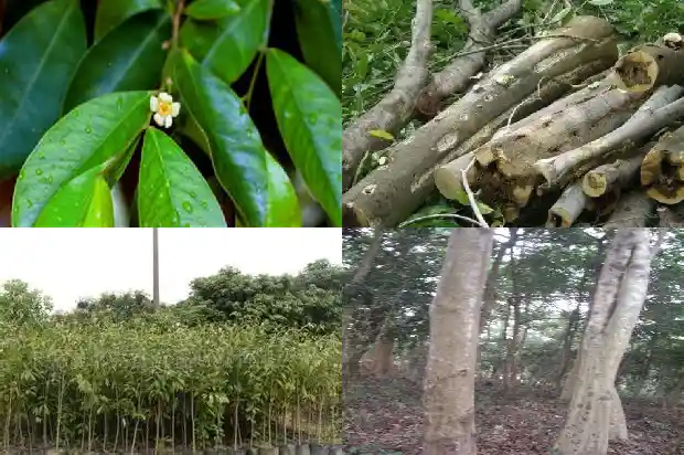 沉香幼苗种植培育1685923862570 沉香幼苗种植培育1685923862570