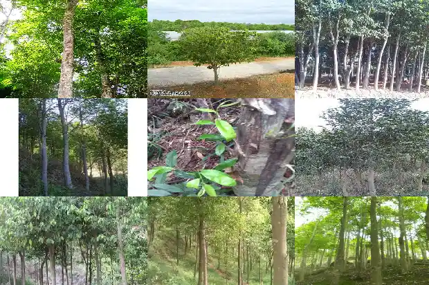 沉香幼苗种植培育1685923862666 沉香幼苗种植培育1685923862666
