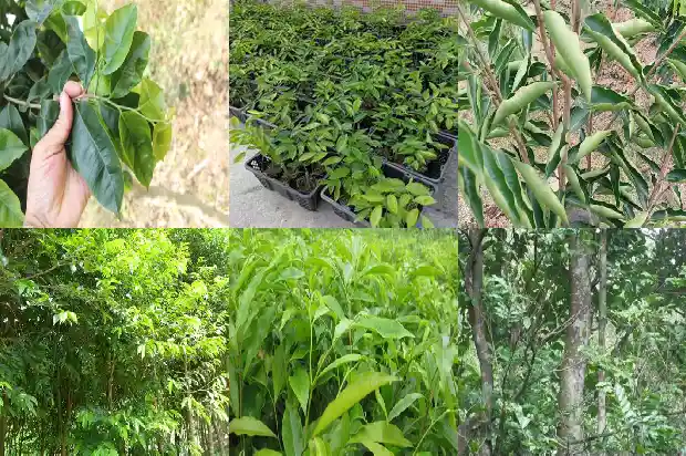 沉香幼苗种植培育1685923862714 沉香幼苗种植培育1685923862714