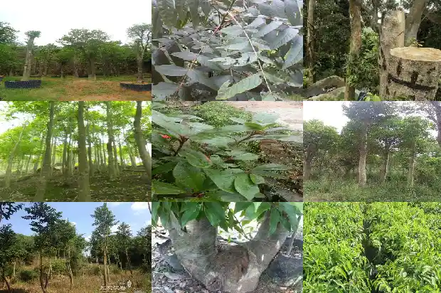 沉香苗木种植1685924041912 沉香苗木种植1685924041912