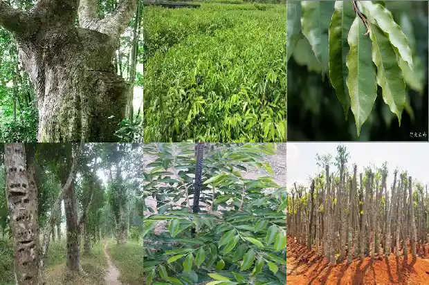 沉香苗木种植1685924041942 沉香苗木种植1685924041942
