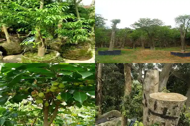 沉香苗木种植1685924041989 沉香苗木种植1685924041989