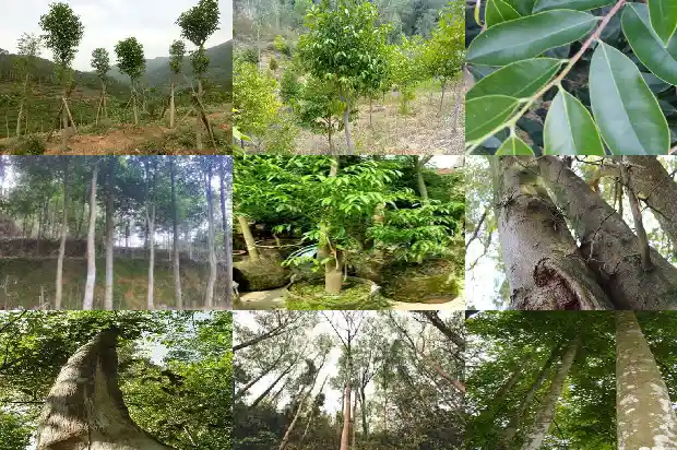 奇楠沉香苗种植1685924081521 奇楠沉香苗种植1685924081521
