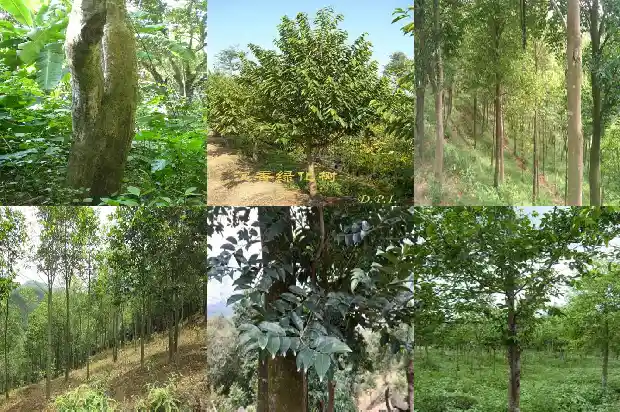 土沉香苗价格1697846972618 土沉香苗价格1697846972618