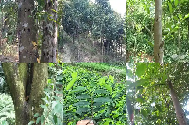 沉香线香什么价格1695686936748 沉香线香什么价格1695686936748