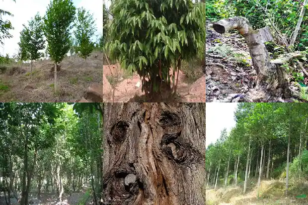 哪里有沉香小苗卖1698192527173 哪里有沉香小苗卖1698192527173