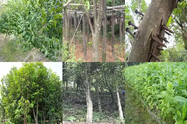 沉香木苗的栽培1685924193143 沉香木苗的栽培1685924193143