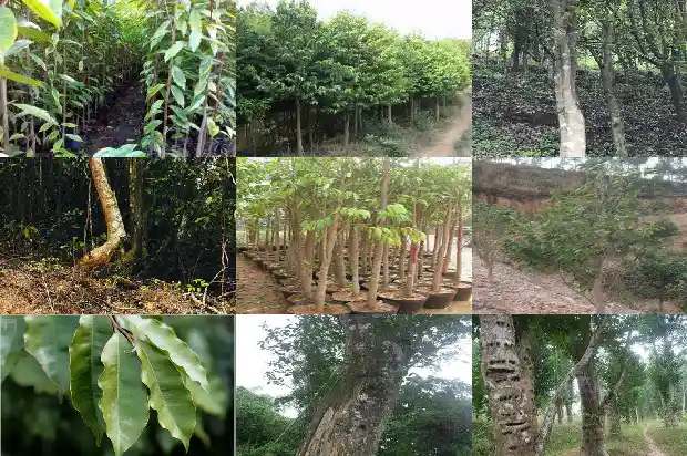 沉香手珠价格1693354143597 沉香手珠价格1693354143597