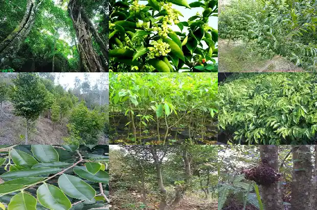沉香木苗的栽培1685924193239 沉香木苗的栽培1685924193239