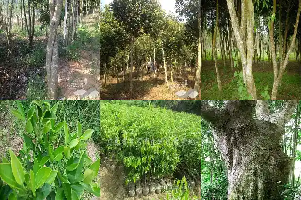 沉香手串有没有收藏价值1695168562026 沉香手串有没有收藏价值1695168562026