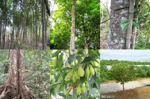 沉香树苗种植方法1686010357985 沉香树苗种植方法1686010357985