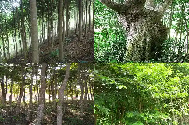 沉香树苗种植方法1686010358033 沉香树苗种植方法1686010358033