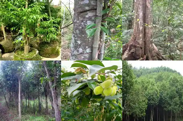 沉香树苗种植方法1686010358081 沉香树苗种植方法1686010358081