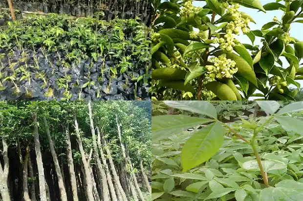 沉香树苗种植方法1686010358129 沉香树苗种植方法1686010358129