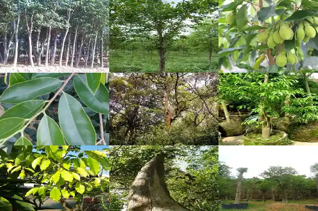 沉香木树苗鉴别方法1686010398479 沉香木树苗鉴别方法1686010398479